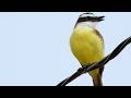 Great Kiskadee: Young Bird vocalizing, Calling its Parents, (Pitangus sulphuratus) Bem-te-vi