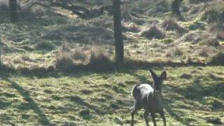 preview picture of video 'Deer in Rivington, Lancashire.'