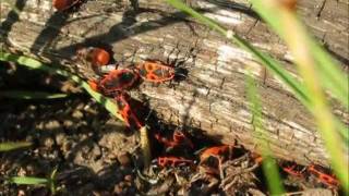 preview picture of video 'Mating beetles (fire bugs)'