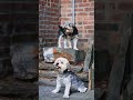 Rugged Dogs Street Dogs Short Dog Shorts