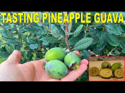 A SECRET FRUIT! Harvesting And Tasting Feijoa aka Pineapple Guava