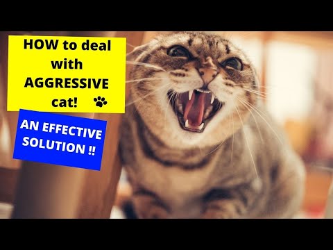HOW to deal with AGGRESSIVE cat???? AN EFFECTIVE SOLUTION!!