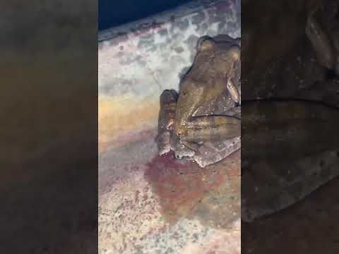 Reproduction of froge#shorts #video #froge