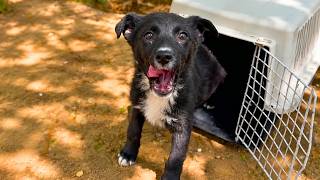 Fragile Puppy Recovers and Plays in the Park