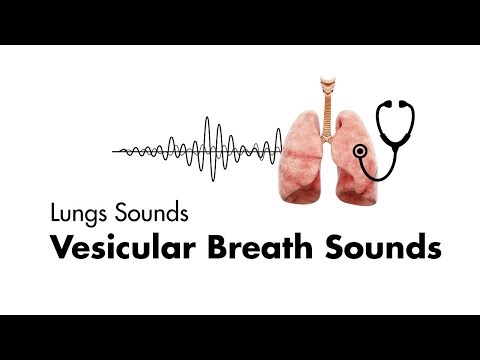 Vesicular Breath Sounds - Normal Lung Sounds - MEDZCOOL