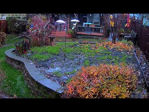 Hawk visits bird feeder