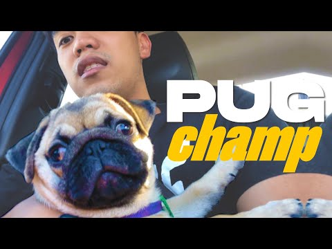 PUGCHAMP