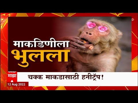 Shirdi Monkey Honey Trap Special Report  : माकडाला पडली माकडीणीची भुरळ, चक्क माकडासाठी हनीट्रॅप!