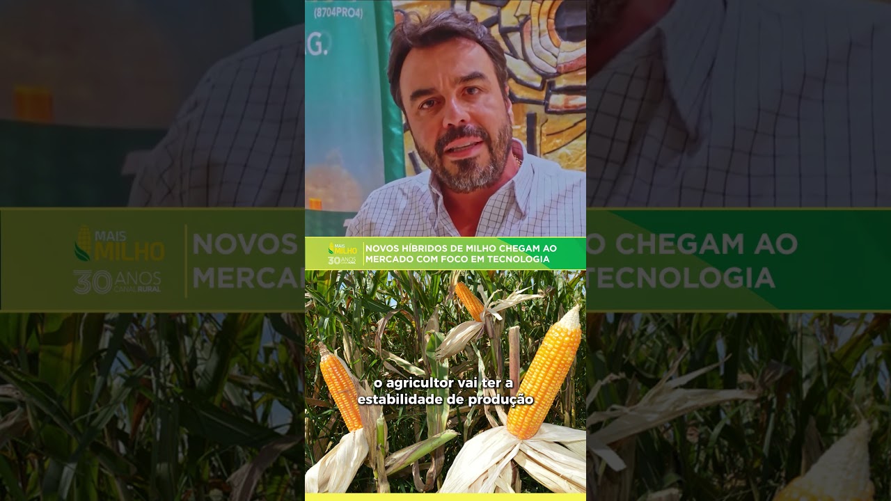 Novos híbridos de milho chegam ao mercado com foco em tecnologia