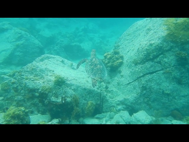 Vídeo relacionado con Snagglepuss: A Virgin Islands Hawksbill Sea Turtle