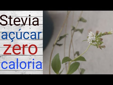 , title : 'Stevia, planta mais doce do mundo, zero caloria, para diabéticos'