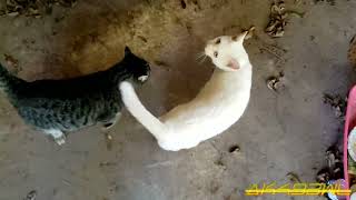 Jezzi and Jasper Trade Love For Food