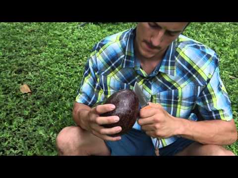 Marquesas Island Harvest: Episode Three - Avocados