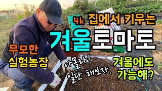 [4k] 겨울에도 토마토를 안방에서 키운다고? / 집에서 키우는 토마도 / 엔피오의 실험농장