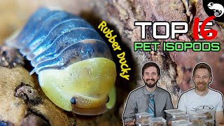 Top 5 Pet Isopods (oh make that 16!)