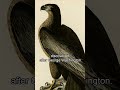Washington's Eagle