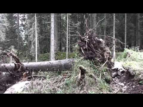 Fallen tree in South Tyrol, Italy