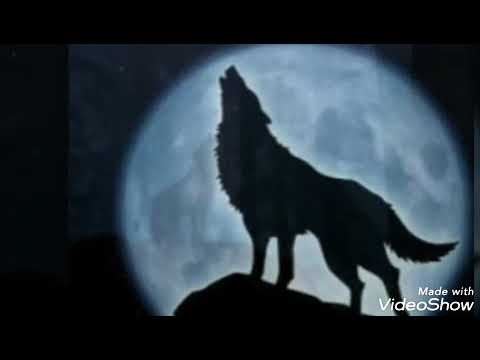 Когато вълк вие