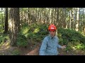 Old Growth Forest - Characteristics (360° Video)