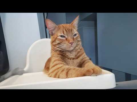 Les chats sont tellement fous et incroyables que les vidéos de chats drôles 2025