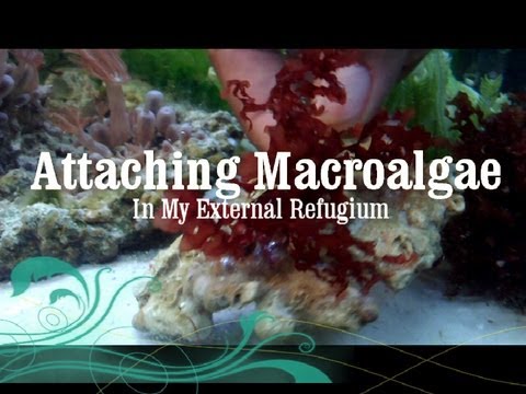 Reef Tank: Attaching Macroalgae to Live Rock
