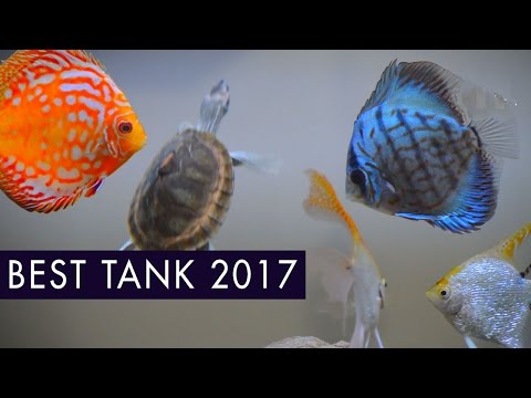 Best Fresh Water Aquarium 2017  •  Discus, AngelFish, Turtle, Neon Tetra