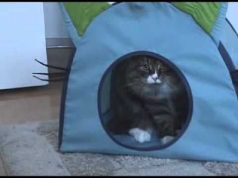 Rocky kisses his YouTube friends