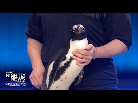 What exactly makes penguins unique? We explain | Nightly News: Kids Edition