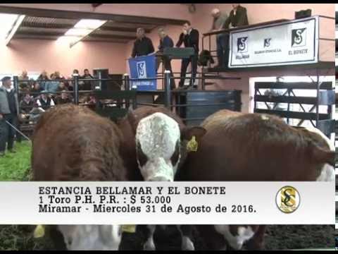 31-08-16 Venta de Toros P.R. - Estancia Bellamar y El Bonete - Miramar.