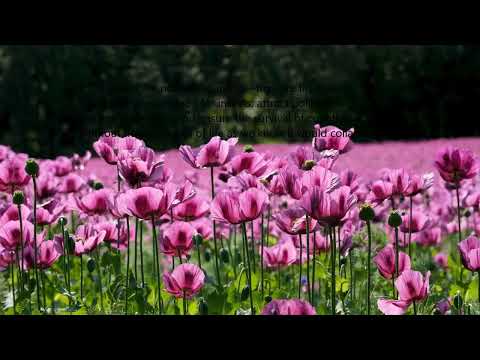 The Secret Design of Flowers 🌸 | Nature’s Perfect Pattern & Its Hidden Purpose