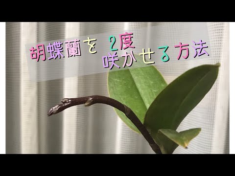 開花後の蘭の世話のヒント