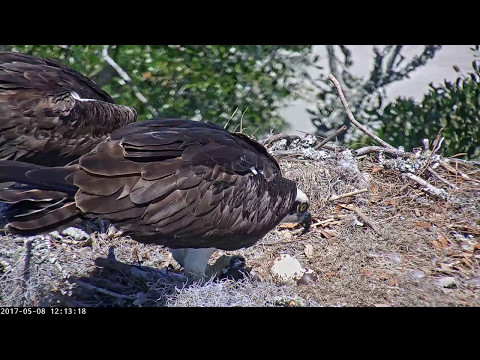 Female Osprey Feeds Chick on Savannah Cam – May 8, 2017