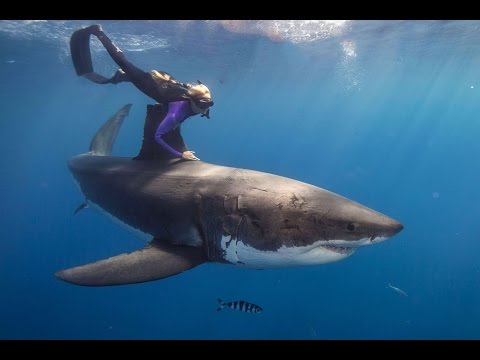 Ocean Ramsey diving with sharks