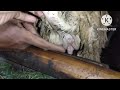 Ciri Ciri Domba Birahi Birahi Dombasuper Wedusgembel Kambingsuper Pemula Breeding