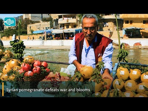 Syrian Pomegranate Defeats War and Blooms