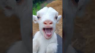 Download lagu Goat's Kid Sound #shorts #viral #animals #petlover #animalsounds #shortsvideo #ytshorts #viralvideo mp3