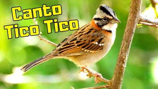 Canto Tico Tico - Canto de Tico Tico Cemitrio - Canto Tico Tico Rei