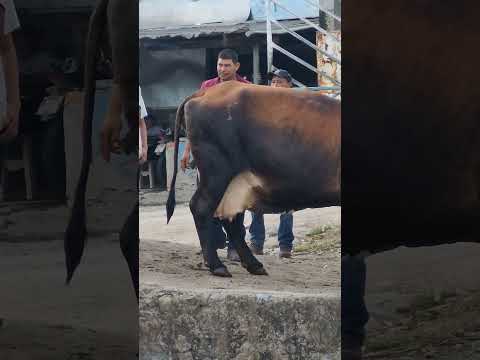 tiangue de Santa Rosa de Lima, La Unión Norte, El Salvador, viernes 05 de diciembre 2025