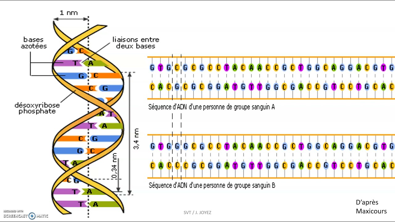 L'expression génétique dans les cellules spécialisées