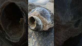 Download lagu Love a good fossilized shell 🐚 #agates #agate #agatehunting #rockhounding #rockhounding mp3
