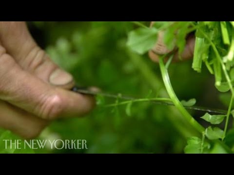 Foraging for Watercress