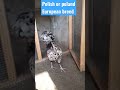 Polish Or Poland European Breed Of Chicken Shorts Youtubeshorts Chicken European