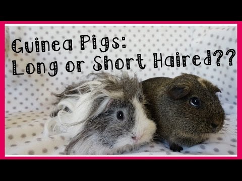Choosing Your New Guinea Pigs: Long-haired or Short-haired