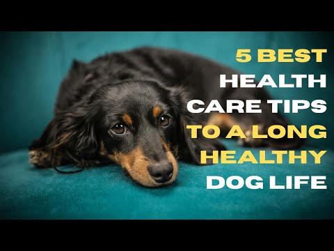 5 Best Health Care Tips for Dogs! #doglife #doglove #dog