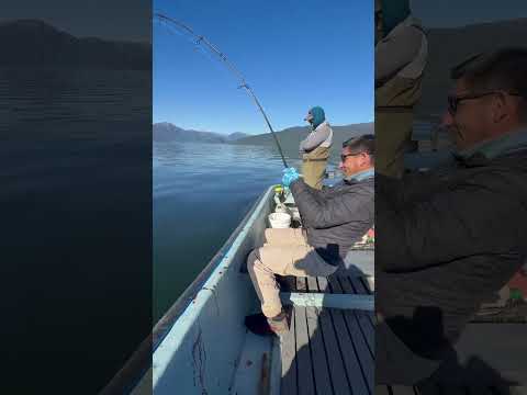 atun lancero puerto cisnes, region de aysen chile #viniloman