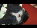 Crusha Kittens Roller Disco Outtake Errol Hits The Camera
