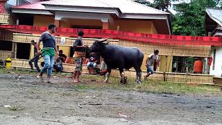 preview picture of video 'Adat Toraja'
