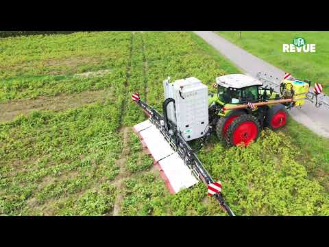 Kartoffel-Sikkation mit Strom