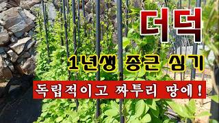 [텃밭농부 2,209]  더덕 1년생 종근을 심는 방법! 평두둑에 2줄 심기. #더덕재배