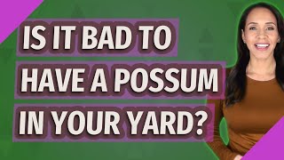 Is it bad to have a possum in your yard?